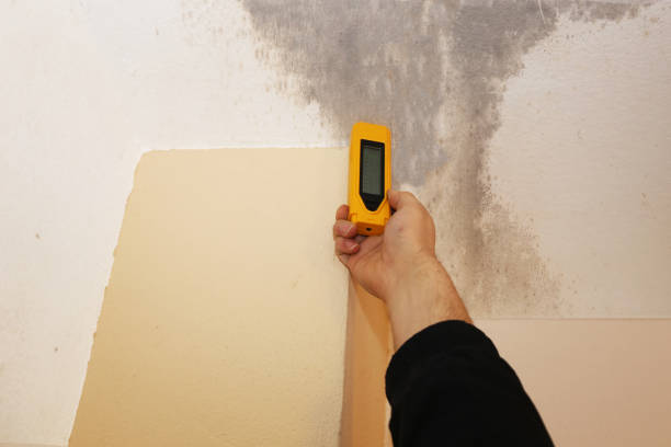 Forensic Mold Investigation in Brookdale, CA
