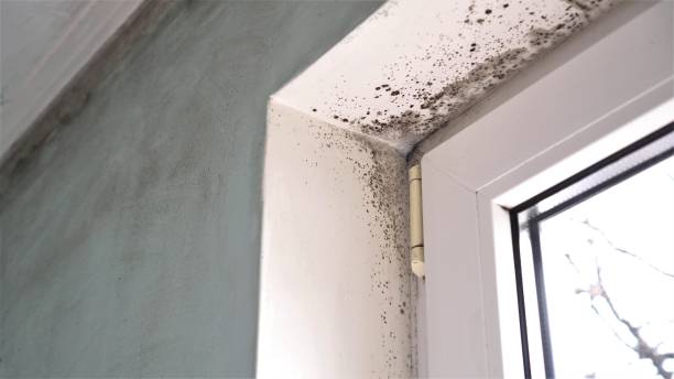 Best Industrial Mold Remediation  in Brookdale, CA