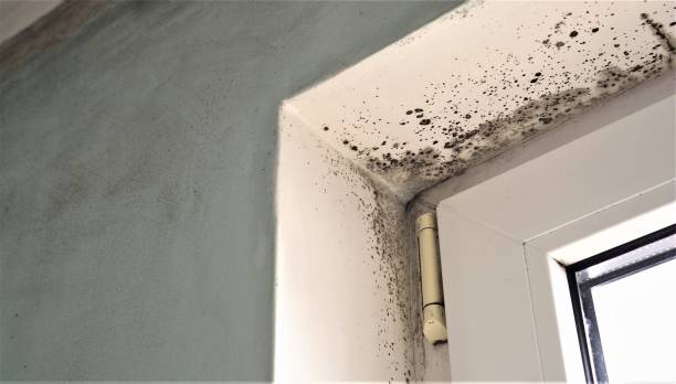 Best Biohazard Mold Removal  in Brookdale, CA