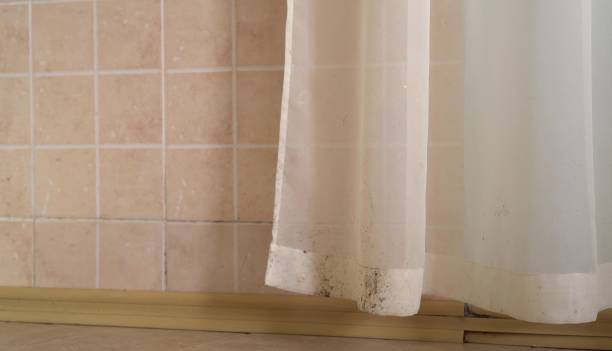 Best Environmental Consulting for Mold Prevention  in Brookdale, CA