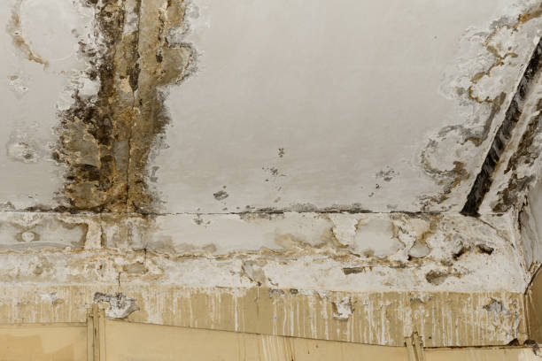 Best Crawl Space Mold Remediation  in Brookdale, CA
