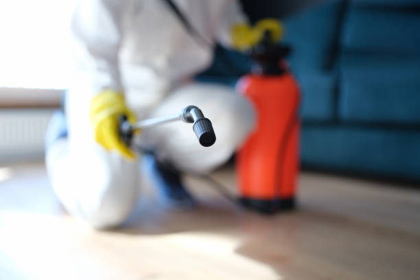 Best Basement Mold Removal  in Brookdale, CA