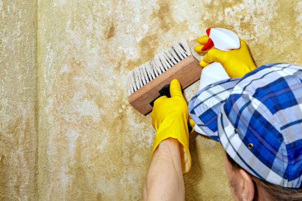 Best Emergency Mold Remediation  in Brookdale, CA
