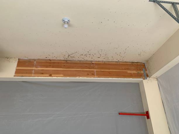 Best Mold Remediation for Healthcare Facilities  in Brookdale, CA