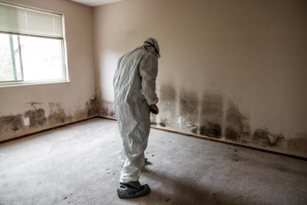 Best Residential Mold Inspection & Testing  in Brookdale, CA