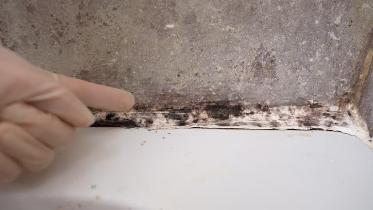 Best Real Estate Mold Inspection  in Brookdale, CA
