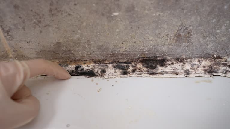 Best Attic Mold Removal  in Brookdale, CA