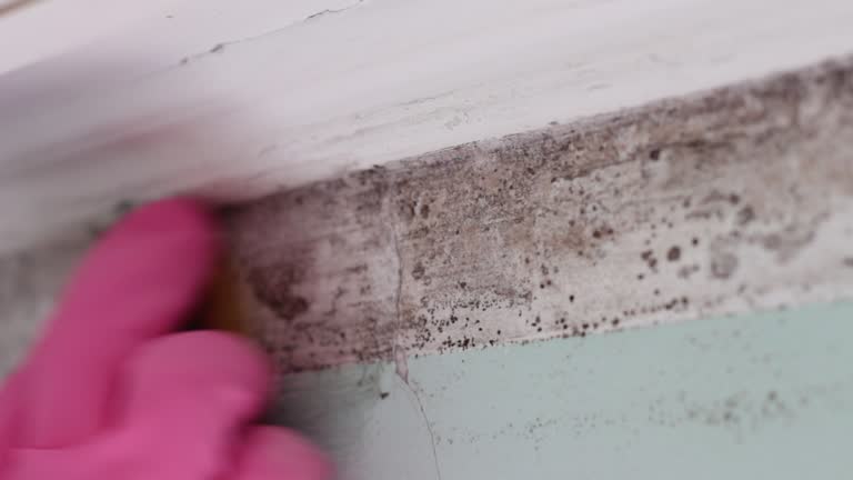 Best Mold Documentation for Insurance Claims  in Brookdale, CA